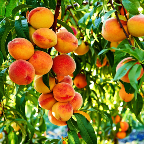 50 Peach Trees bundle